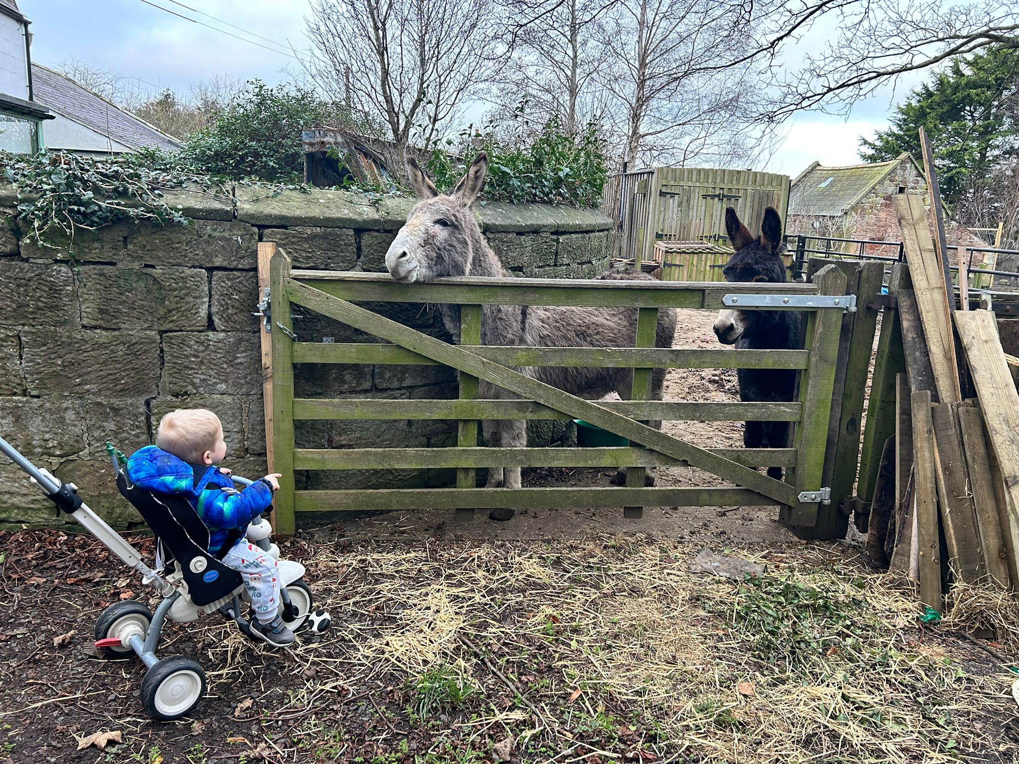 The Boy, some Moles, a couple of Donkeys and an Ugly Duckling ...