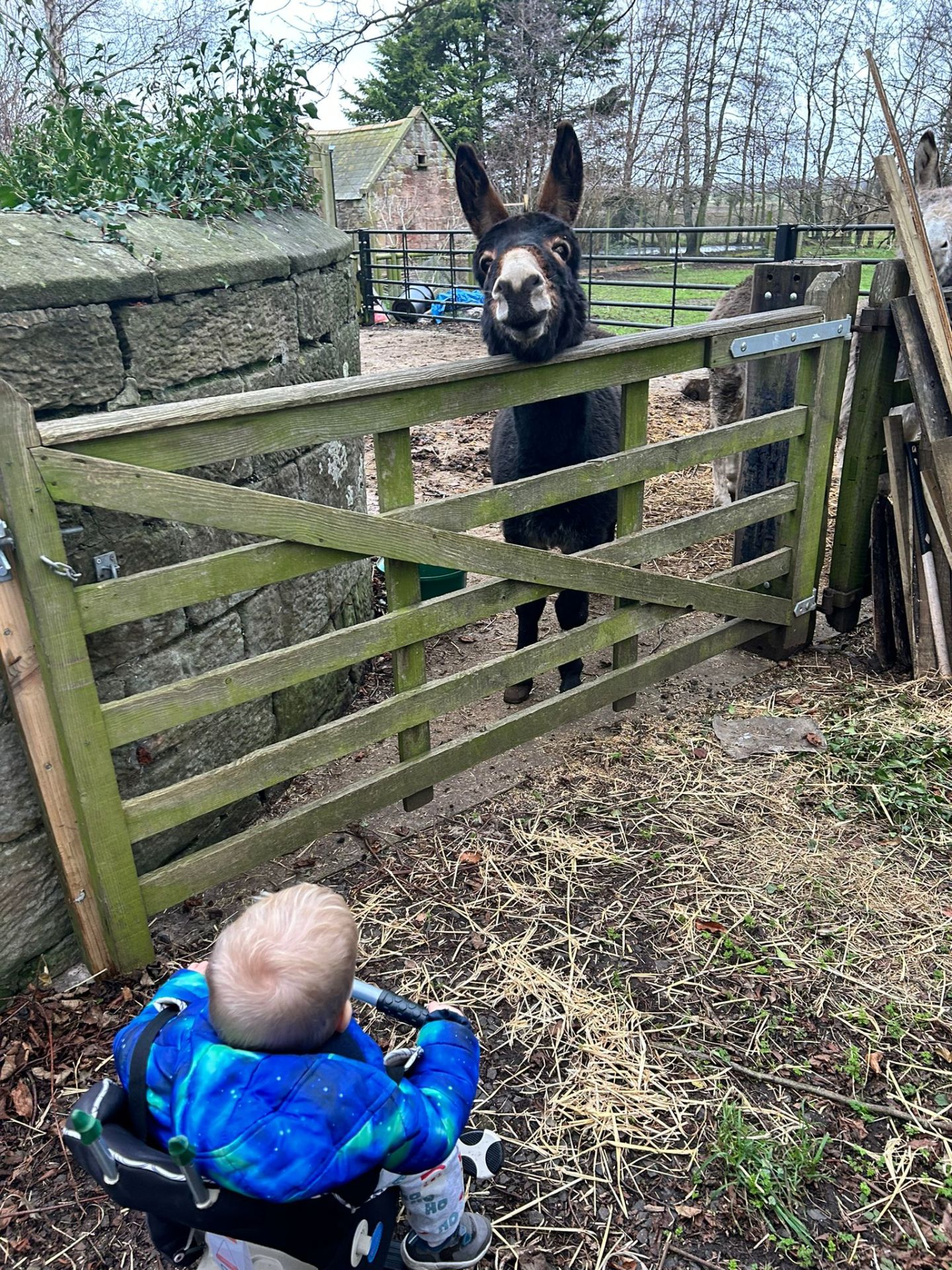 The Boy, some Moles, a couple of Donkeys and an Ugly Duckling ...